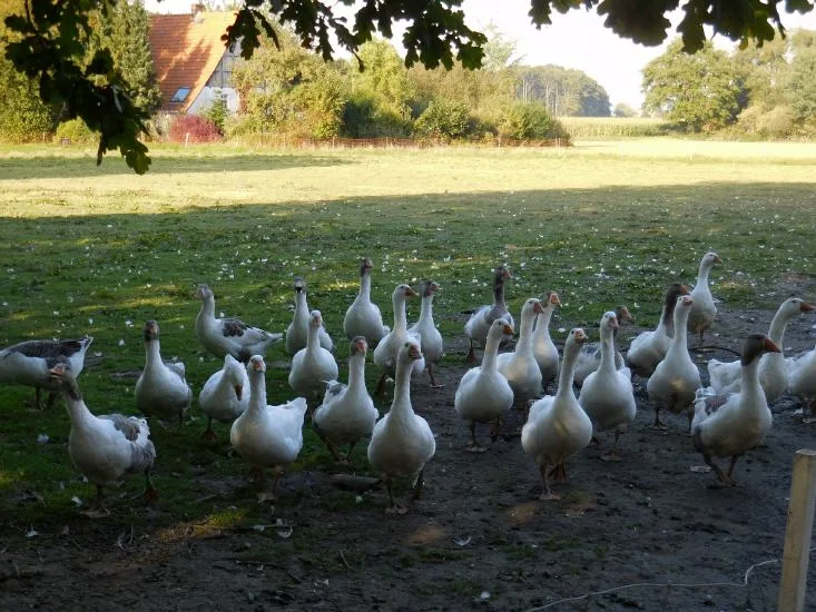 Gänseherde auf der Weide vor der Hofstelle